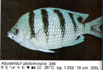 Abudefduf abdominalis